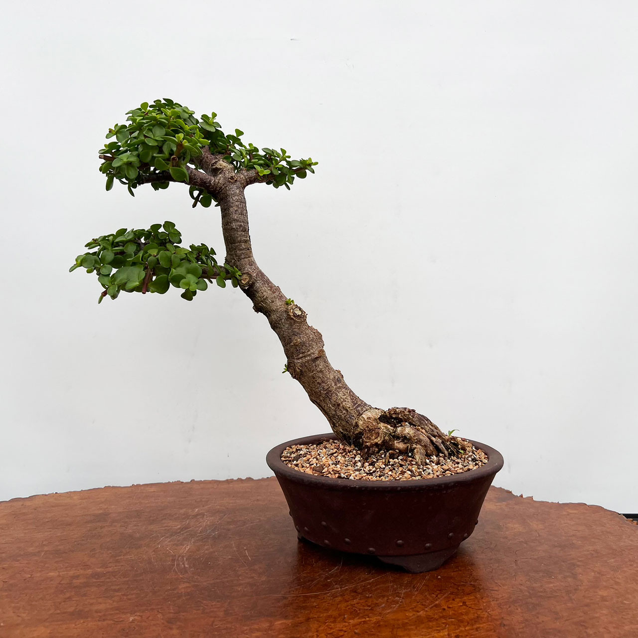 Mini Jade, Portulacara Afra, Bonsai Tree | Bonsai Outlet | N0. 9147