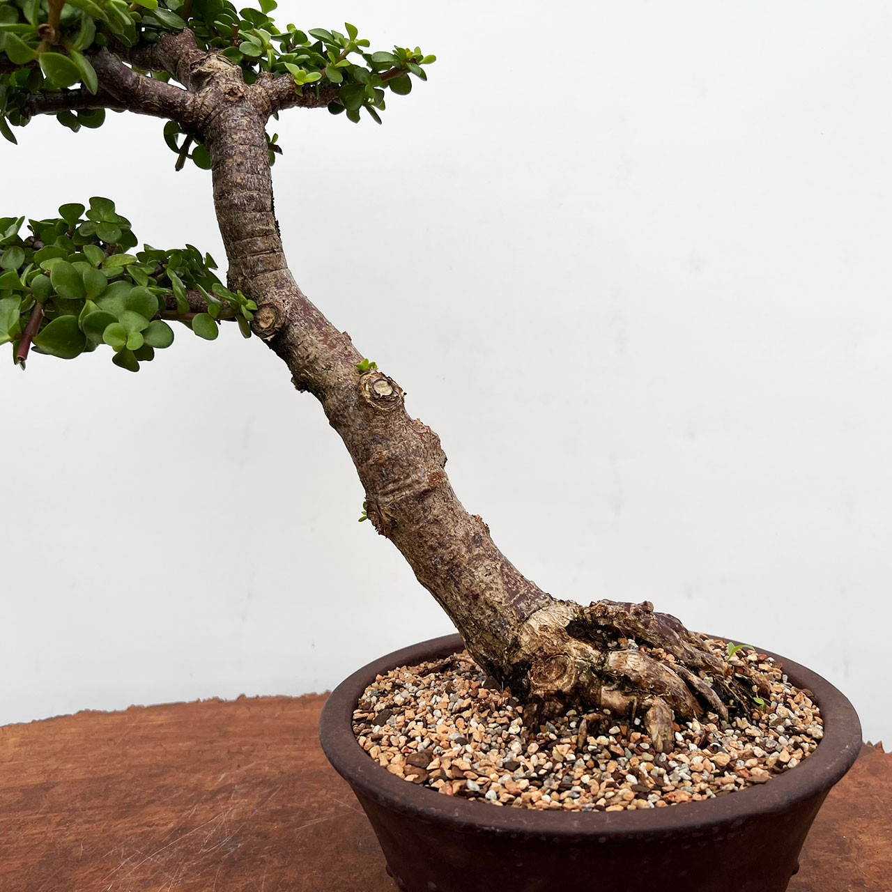Mini Jade, Portulacara Afra, Bonsai Tree | Bonsai Outlet | N0. 9147