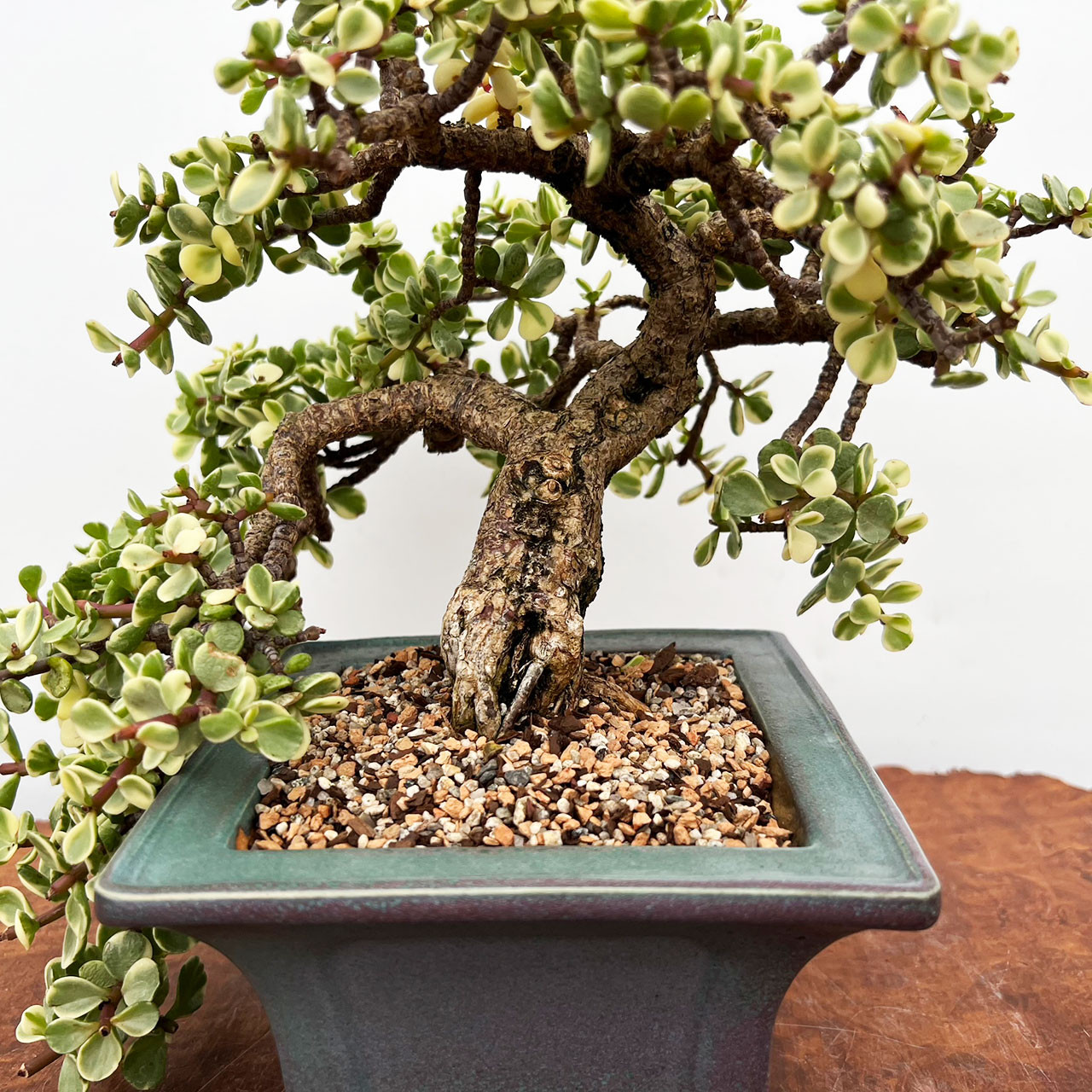 Mini Jade, Portulacara Afra, Bonsai Tree | Bonsai Outlet | N0. 9167