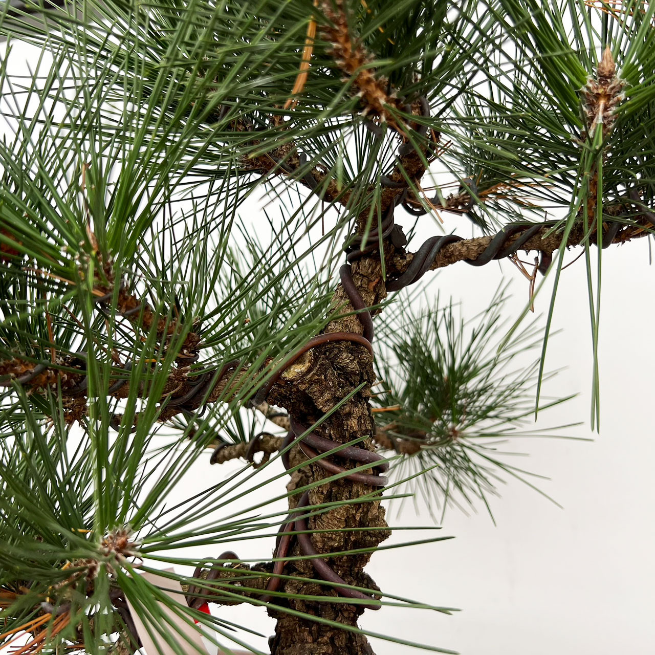 Japanese Black Pine Bonsai (No. 6473) at