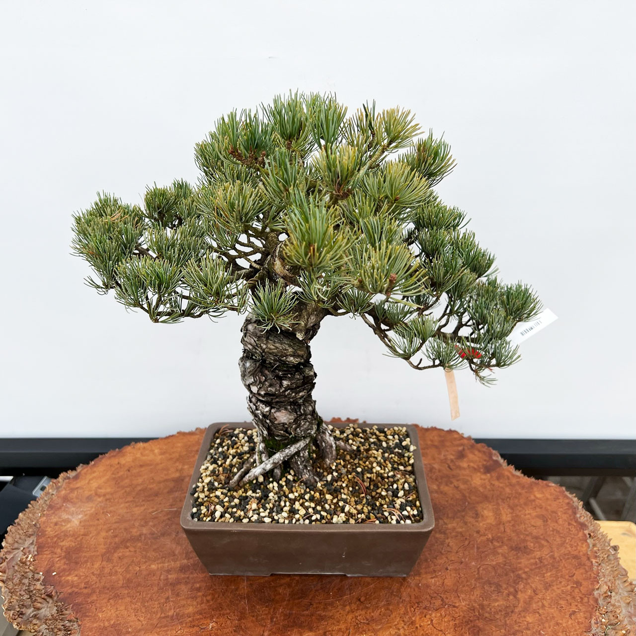 五葉松　Japanese White Pine Imported Japanese White Pine 