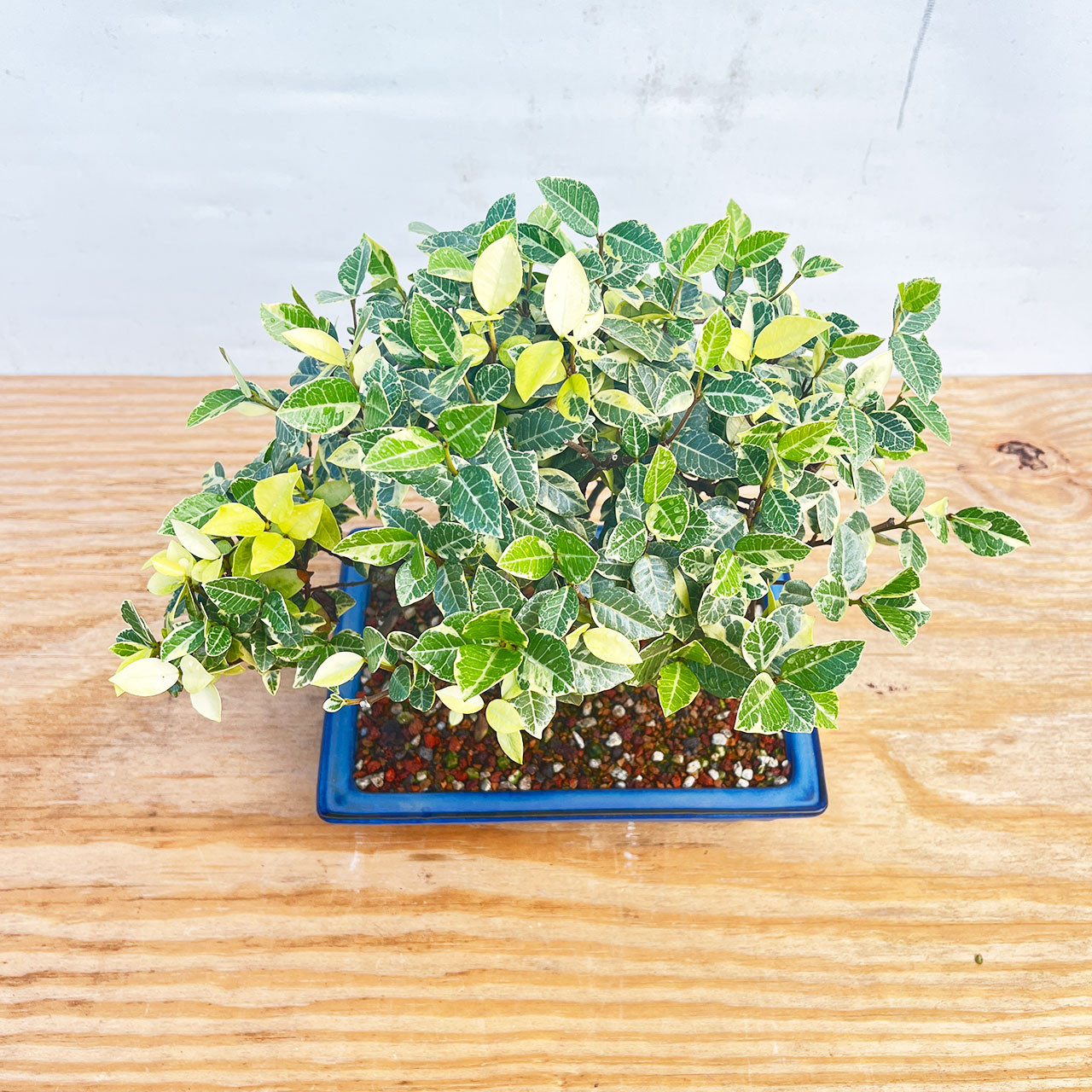 Star Jasmine Bonsai Tree (No. 1349) at Bonsai Outlet