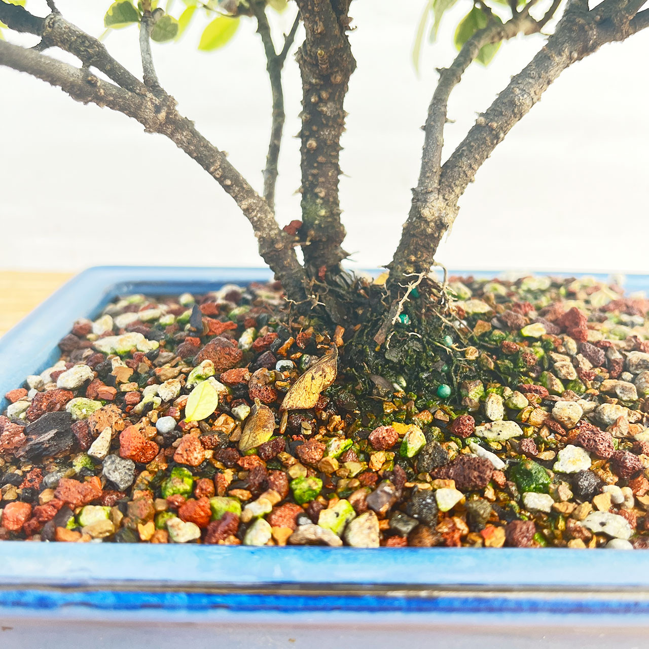 Jasmine様 Star Jasmine Bonsai Tree (No. 1349) at Bonsai Outlet