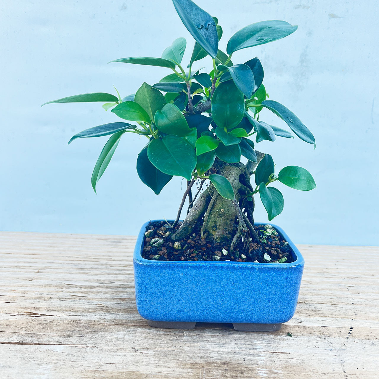 Gensing Ficus Bonsai Tree (No. 1359) at Bonsai Outlet