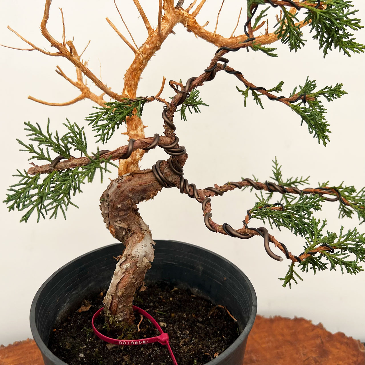 Twisted and Styled 'kishu' Shimpaku Juniper (No. 10666)