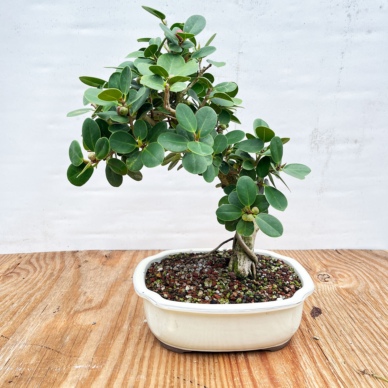Green Island Ficus Bonsai Tree (No. 1374) at Bonsai Outlet