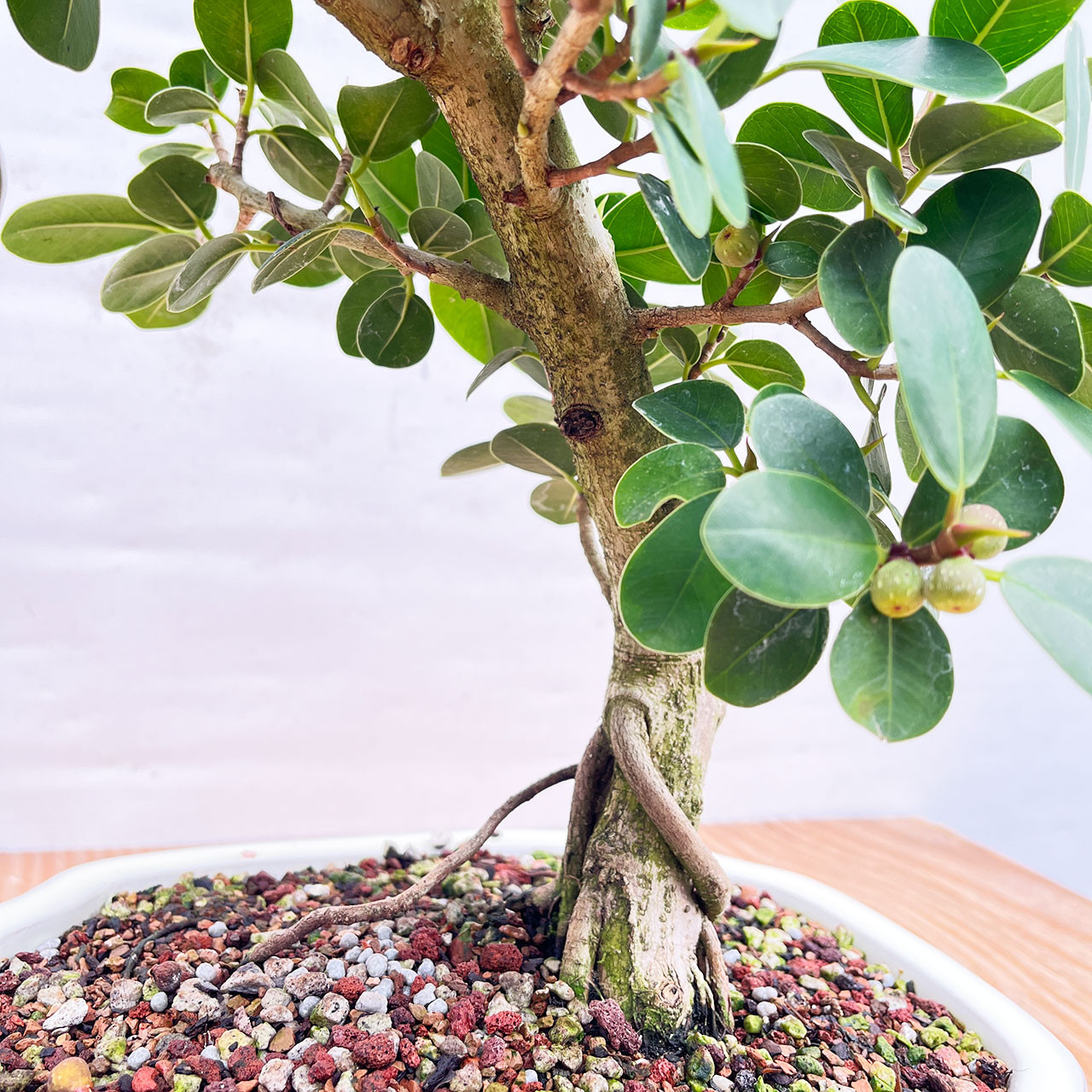 Green Island Ficus Bonsai Tree (No. 1374) at Bonsai Outlet