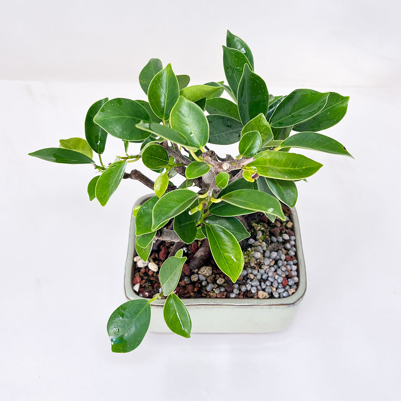 Gensing Ficus Bonsai Tree (No. 1406) at Bonsai Outlet