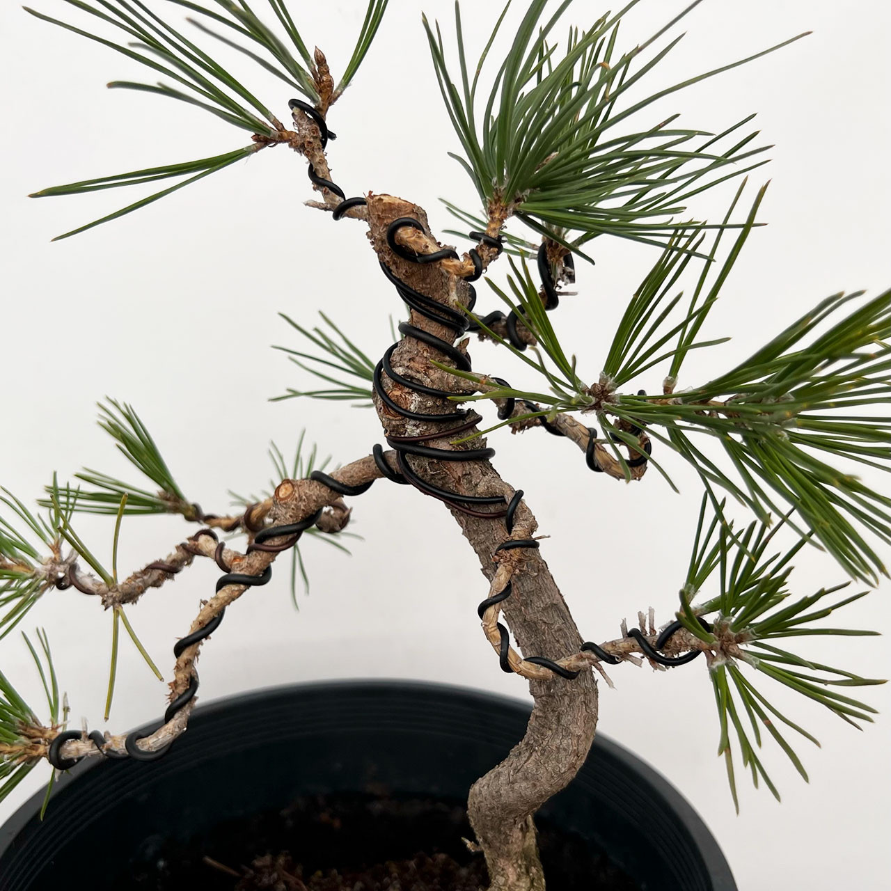 Styled Japanese Black Pine with Mature Trunk No. 10874