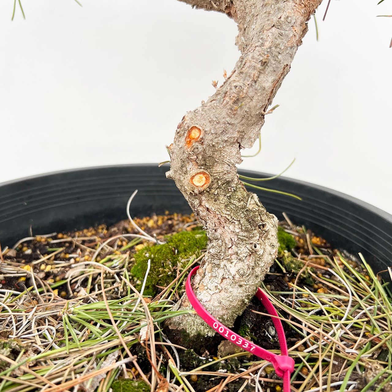 Old Japanese Black Pine with Mature Trunk No. 10337