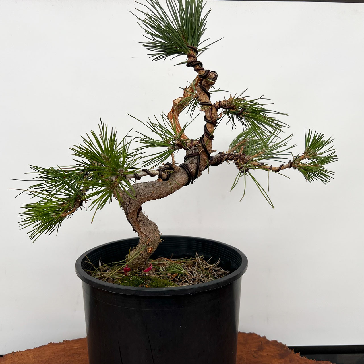 black_tree様 Twice Cut Mark Comstoc Japanese Black Pine Seedling Cuttings
