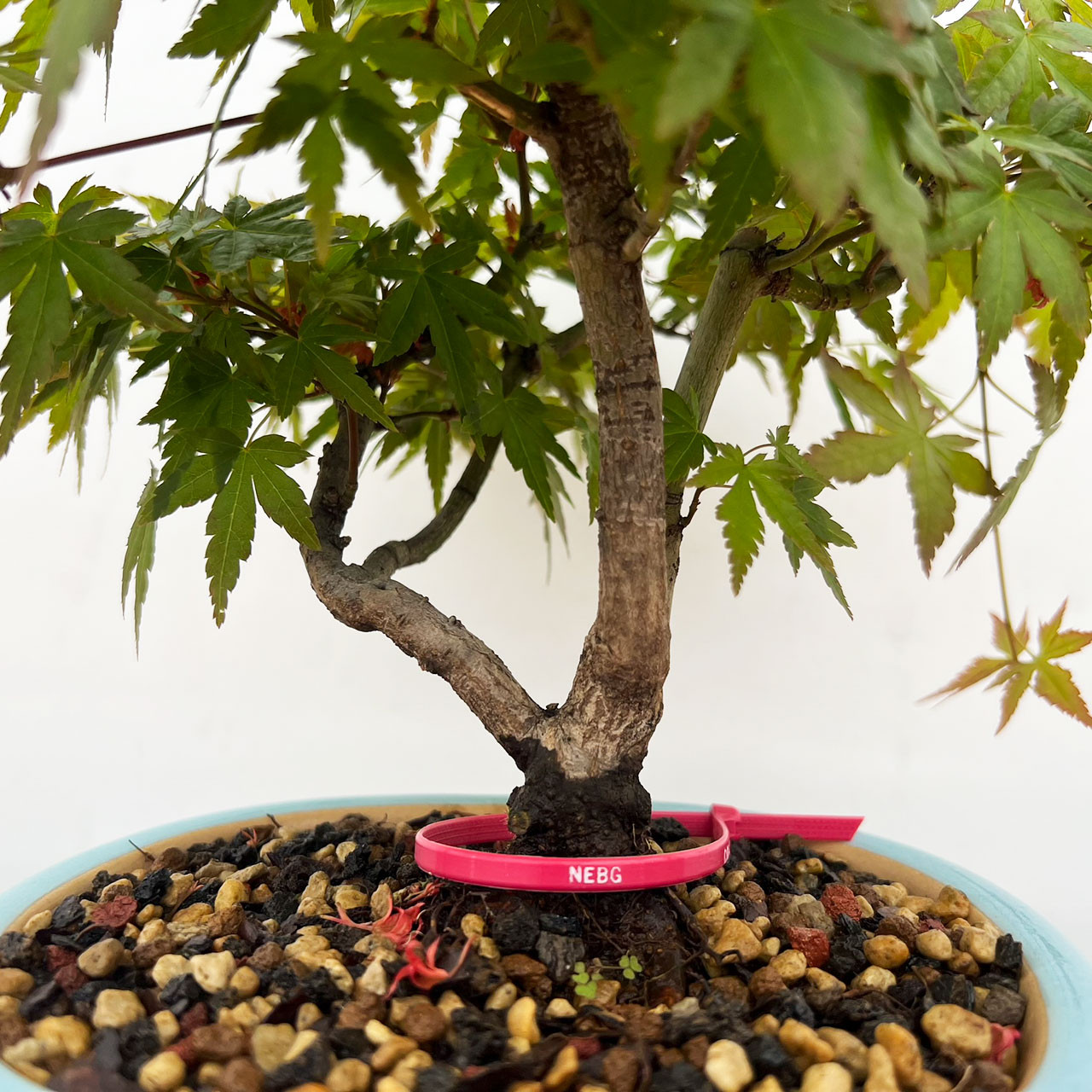 盆栽 Japanese bonsai Amazon.com : Japanese Red Maple Bonsai Tree Seeds | 30+