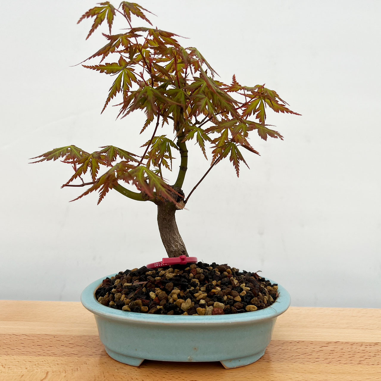 盆栽 Japanese bonsai Japanese Maple Bonsai Tree (No. 12520) at BonsaiOutlet.com