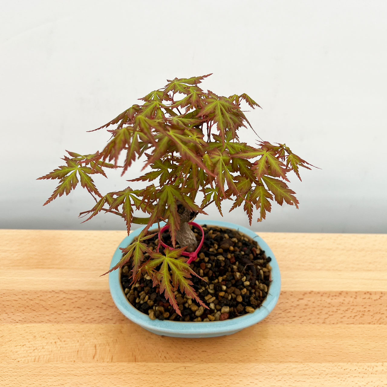 Japanese Maple Bonsai Tree (No. 12520) at BonsaiOutlet.com