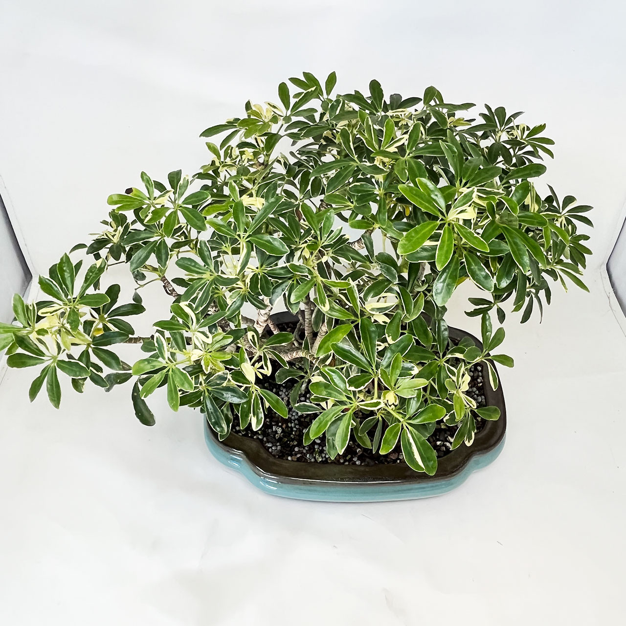Hawaiian Umbrella Bonsai Tree (No. 13129) at Bonsai Outlet