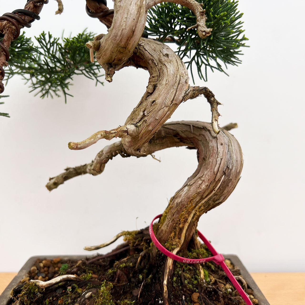 ソトネノキワミ ソトネノキワミS CM1-649-TN – フィッシングマックス WEBSHOP