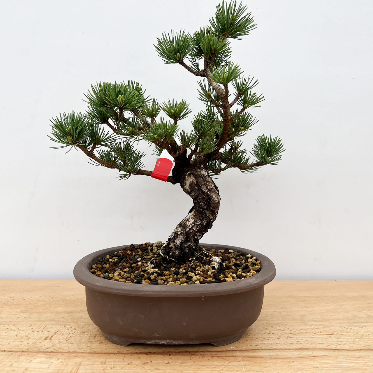 五葉松　Japanese White Pine Essential Care Tips for Japanese White Pine Bonsai – Tree