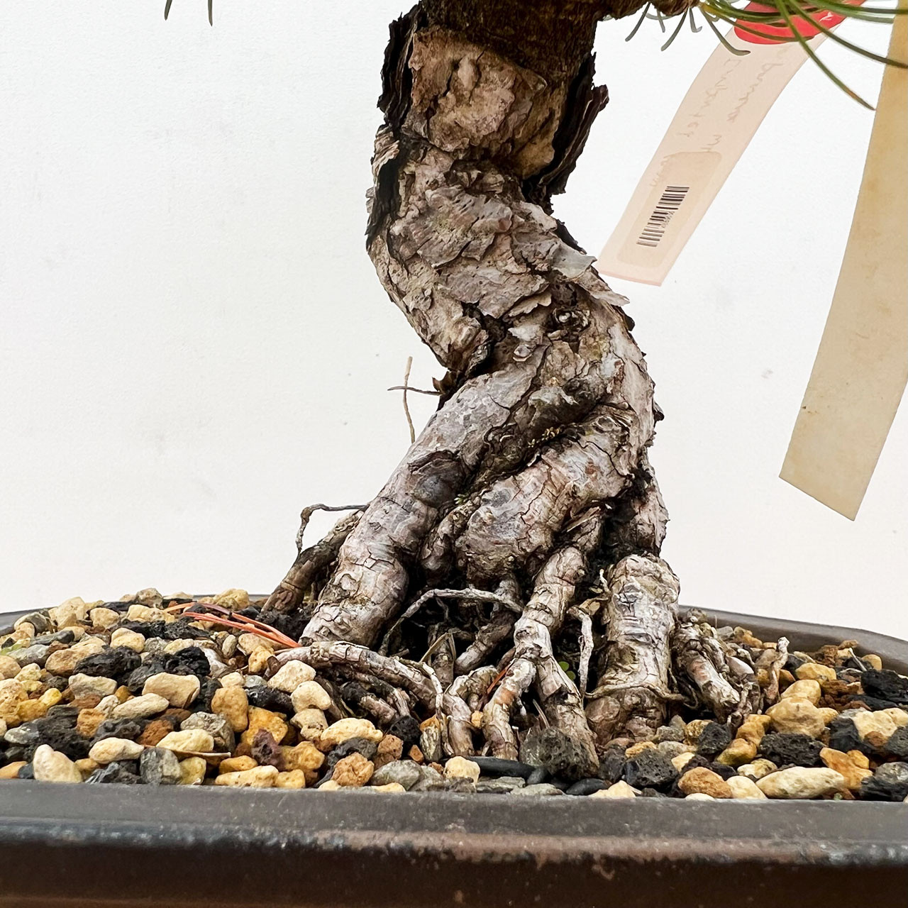 Imported Japanese White Pine 