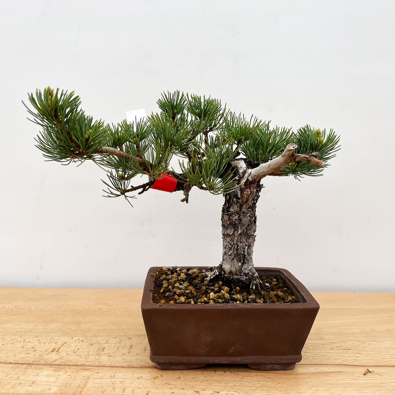 Imported Japanese White Pine 