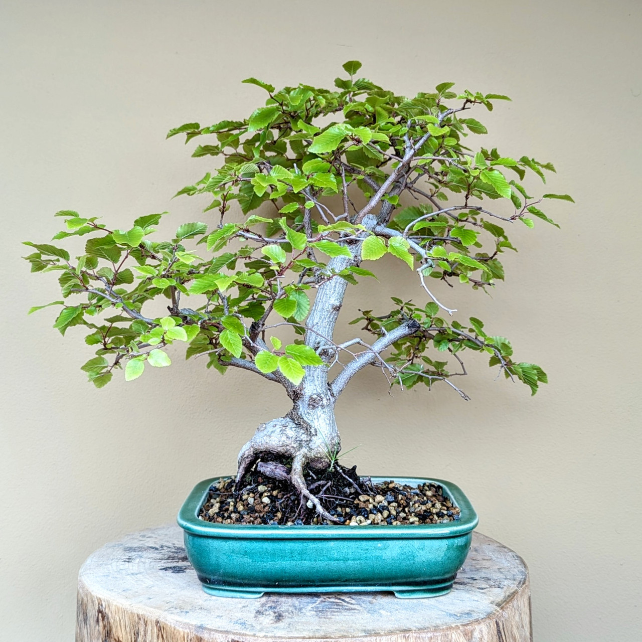 Imported Korean Hornbeam Bonsai Tree (No. TS-17)