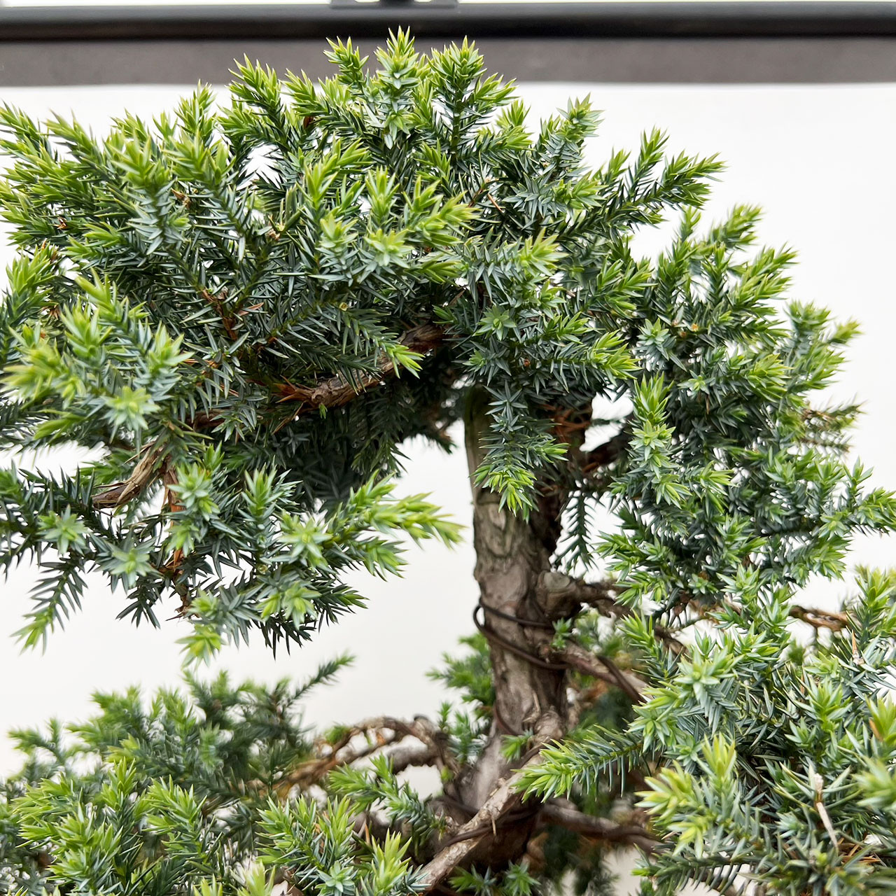 Needle Juniper Bonsai | No. 10951 | Bonsai Outlet
