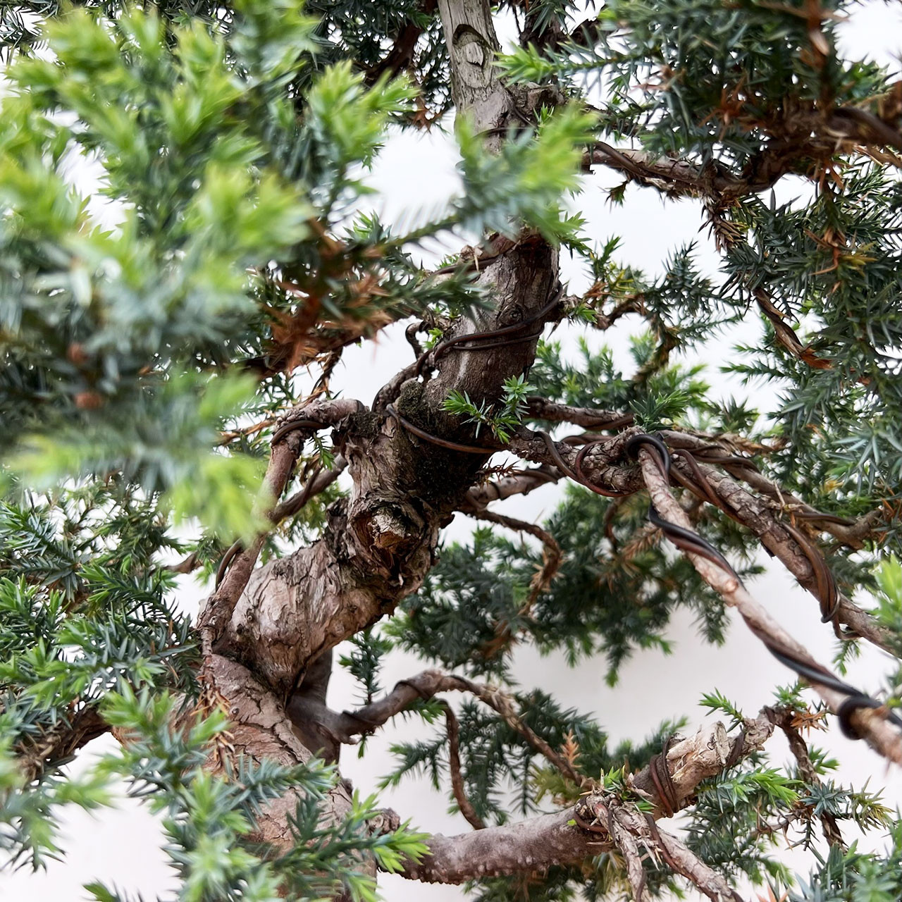 2020AW（20AW） 正式名称：Bonsai Jacquard Knit Needle Juniper Bonsai | No. 10951 | Bonsai Outlet