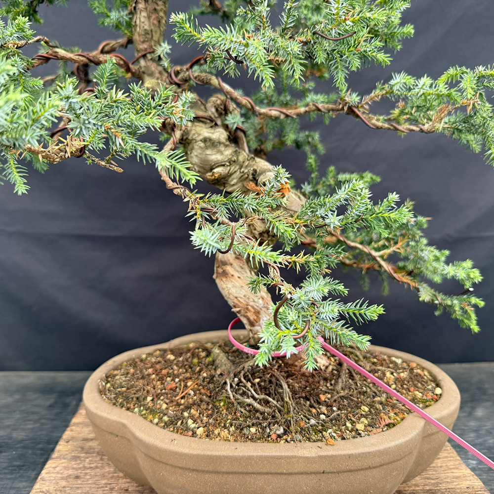 Needle Juniper Bonsai by Peter Olson | Bonsai Outlet