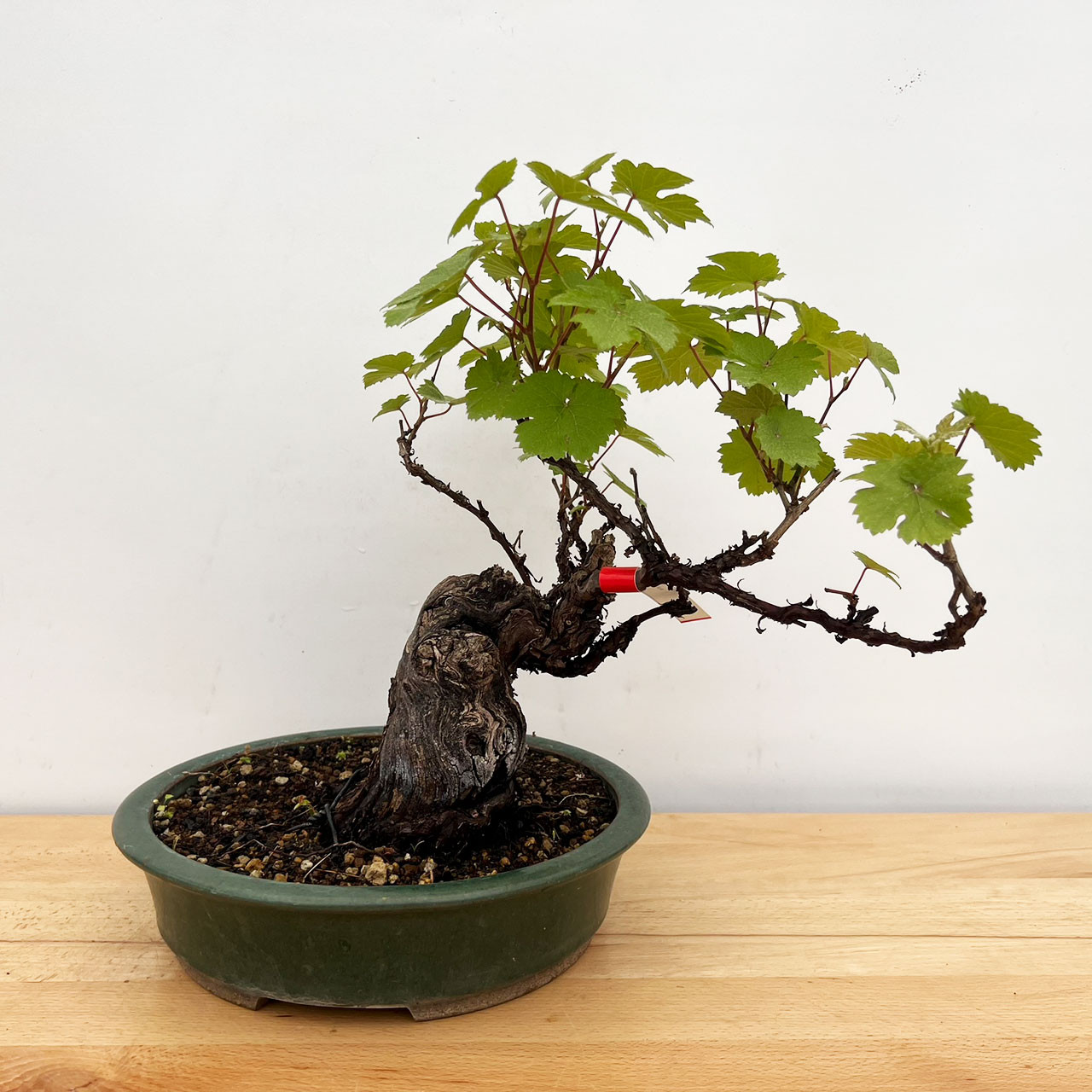 Pinot Noir Grape Bonsai (No. ts-16)