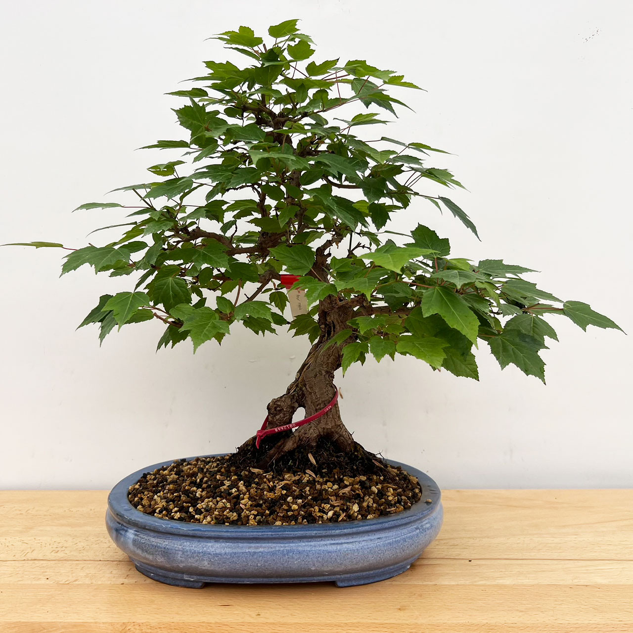 Amur Maple Bonsai Tree (No. 12648) at BonsaiOutlet.com