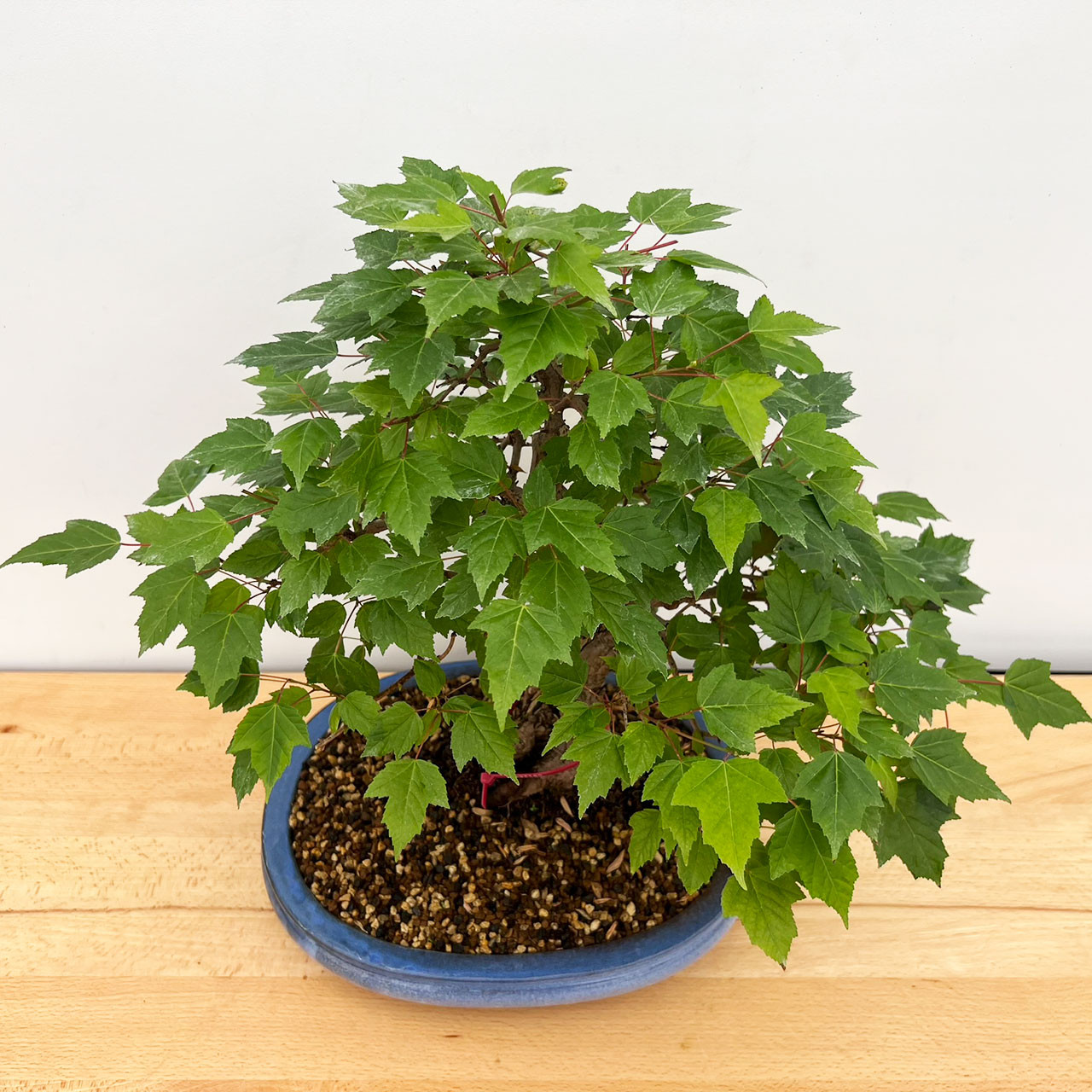 Amur Maple Bonsai Tree (No. 12648) at BonsaiOutlet.com