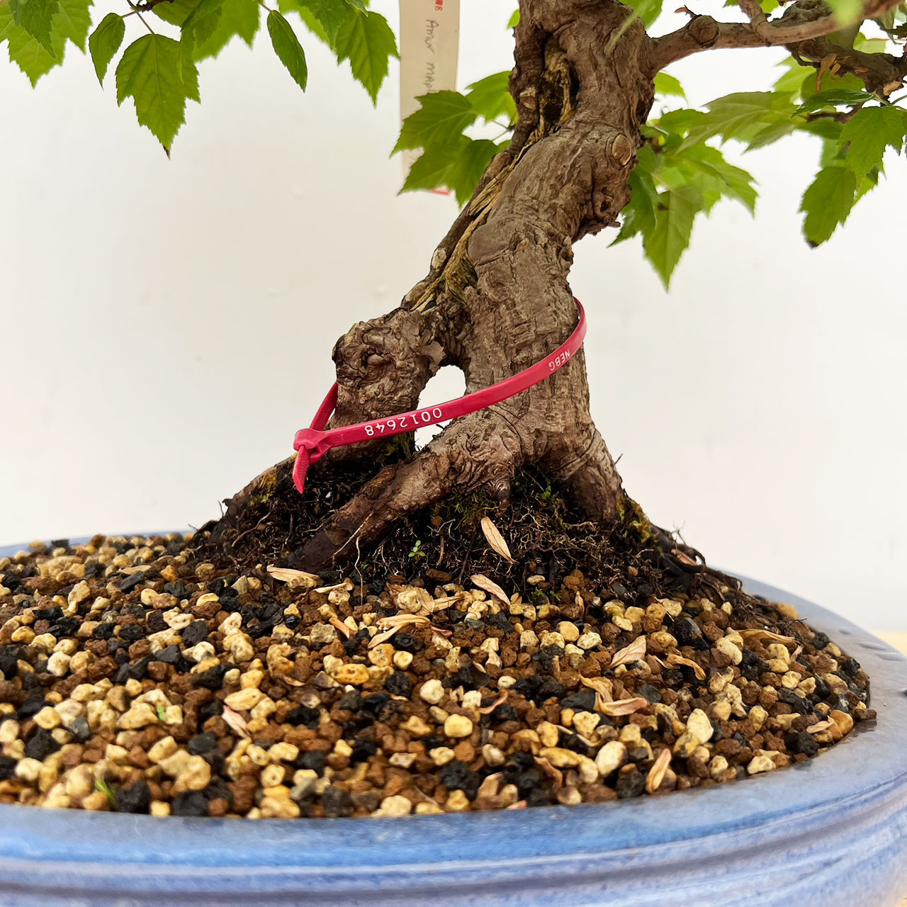 Amur Maple Bonsai Tree (No. 12648) at BonsaiOutlet.com