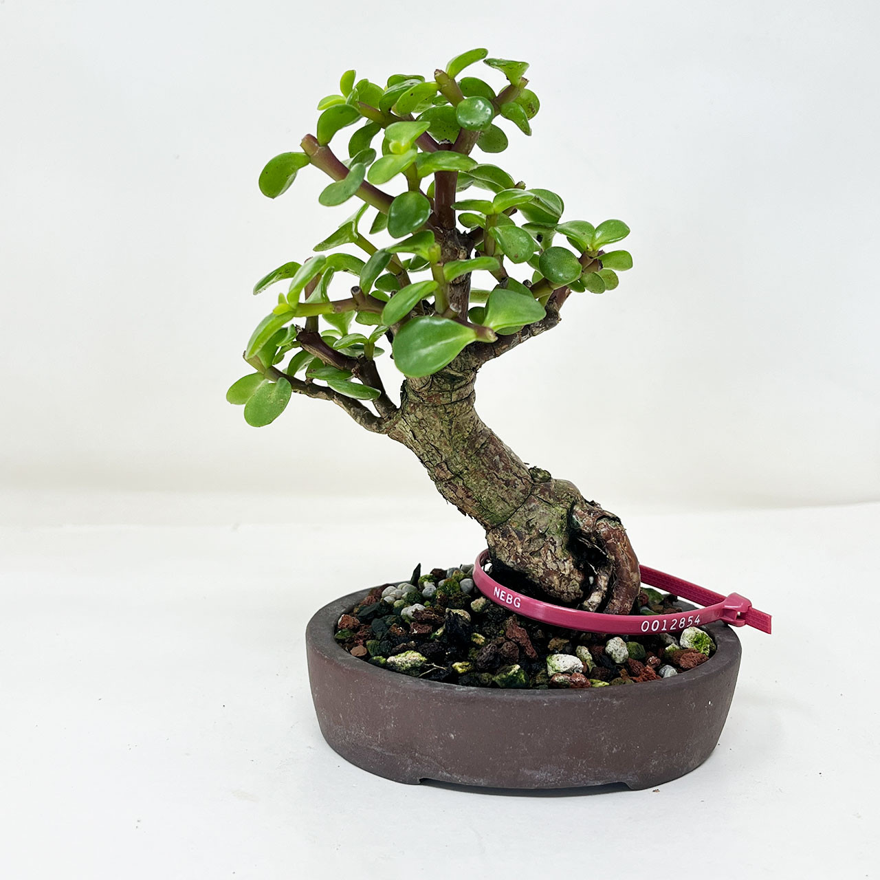 Mini Jade, Portulacara Afra, Bonsai Tree | Bonsai Outlet | N0. 12854