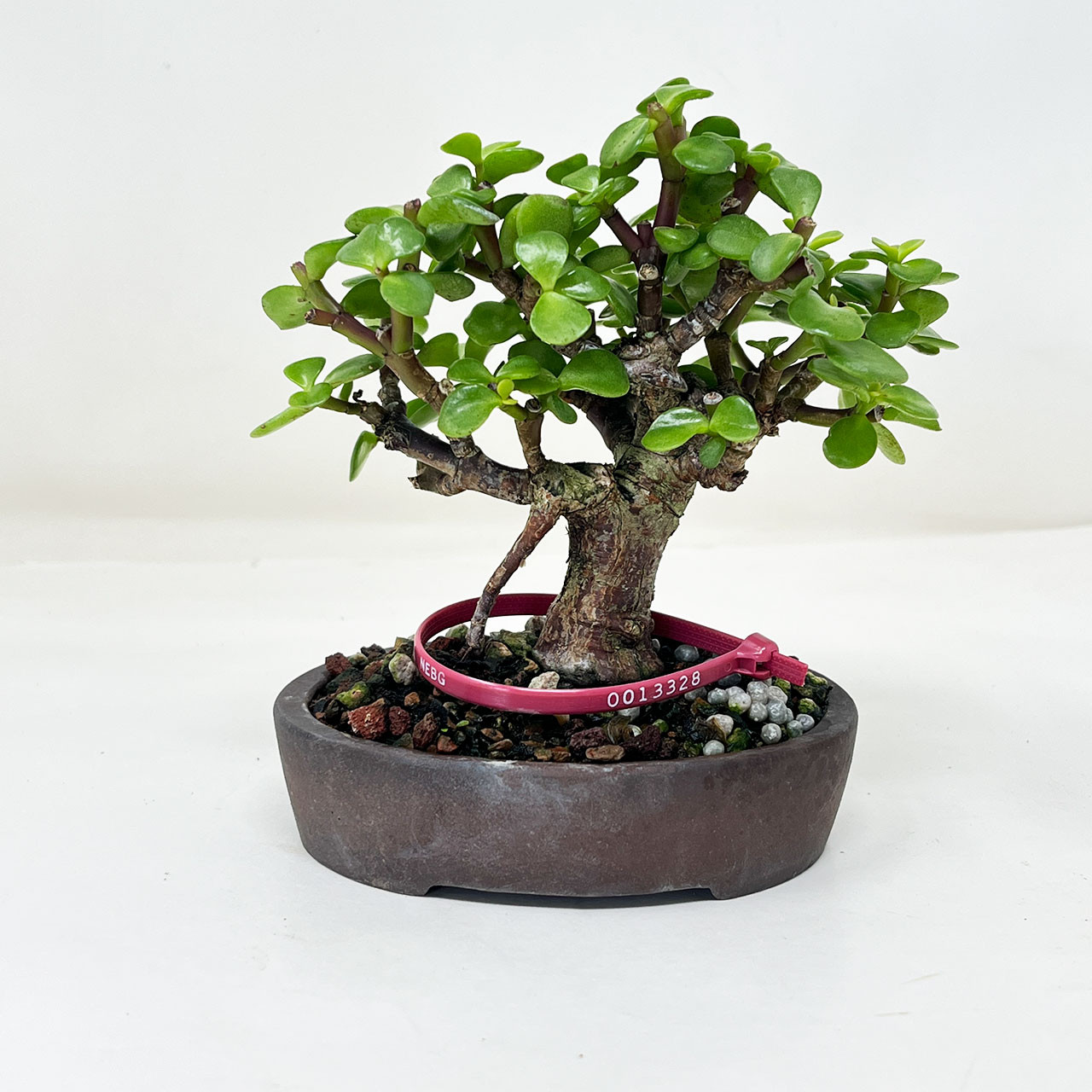 Mini Jade, Portulacara Afra, Bonsai Tree | Bonsai Outlet | N0. 13328