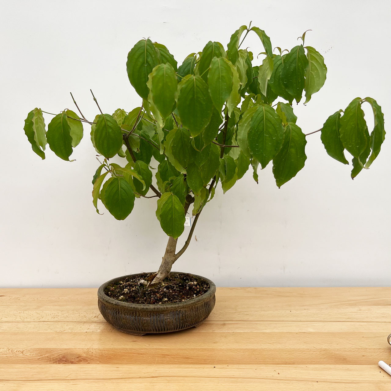 Rare Kousa Dogwood Bonsai in a Handmade Paul Olson Pot (No. 298)