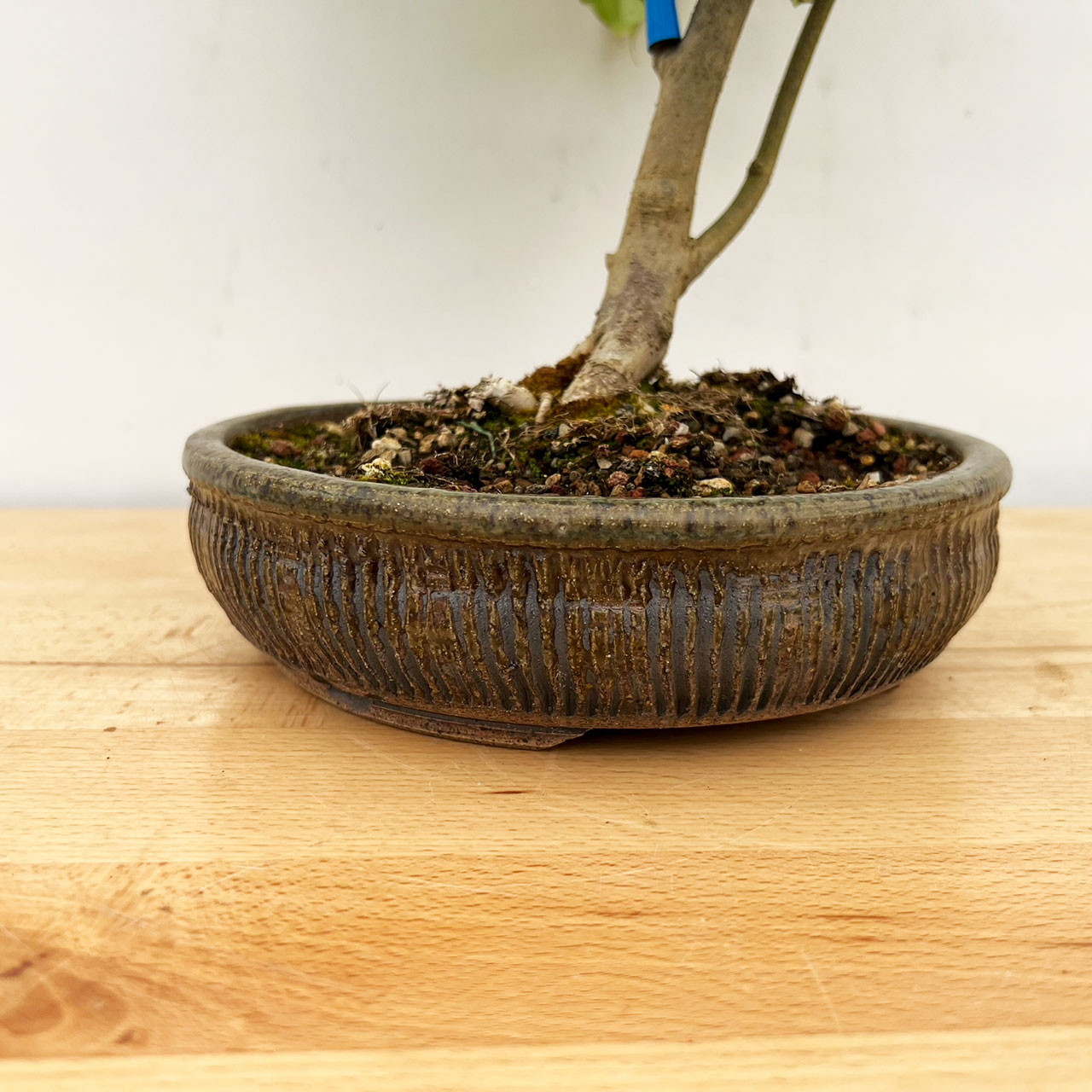 Rare Kousa Dogwood Bonsai in a Handmade Paul Olson Pot (No. 298)