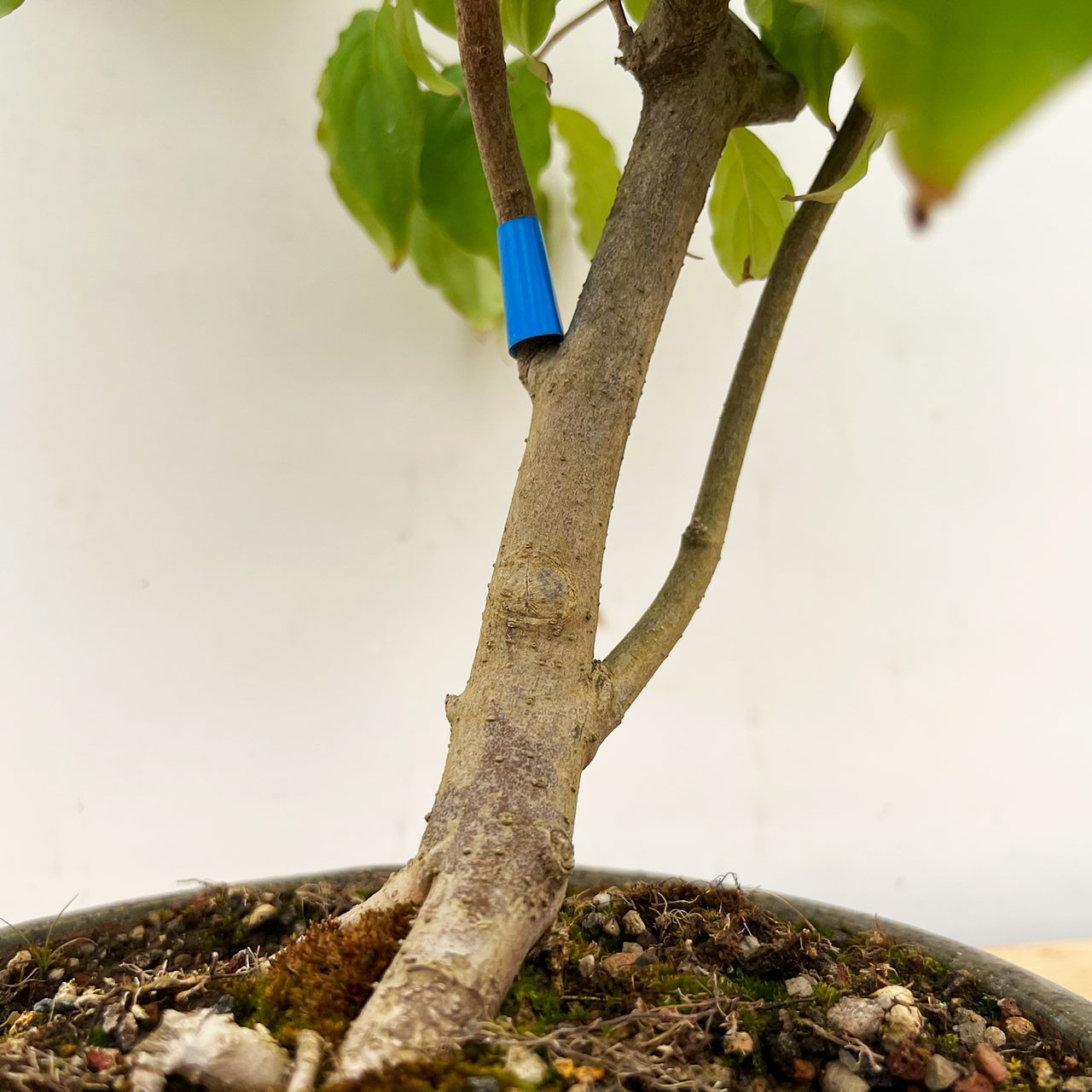 Rare Kousa Dogwood Bonsai in a Handmade Paul Olson Pot (No. 298)