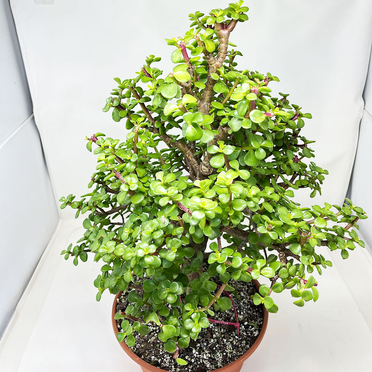 Mini Jade, Portulacaria afra, Bonsai Tree Bonsai Outlet N0. 12768