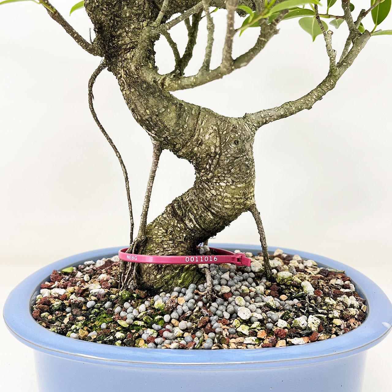 Imported S-Curve Tiger Bark Ficus with Air Roots, in a Japanese