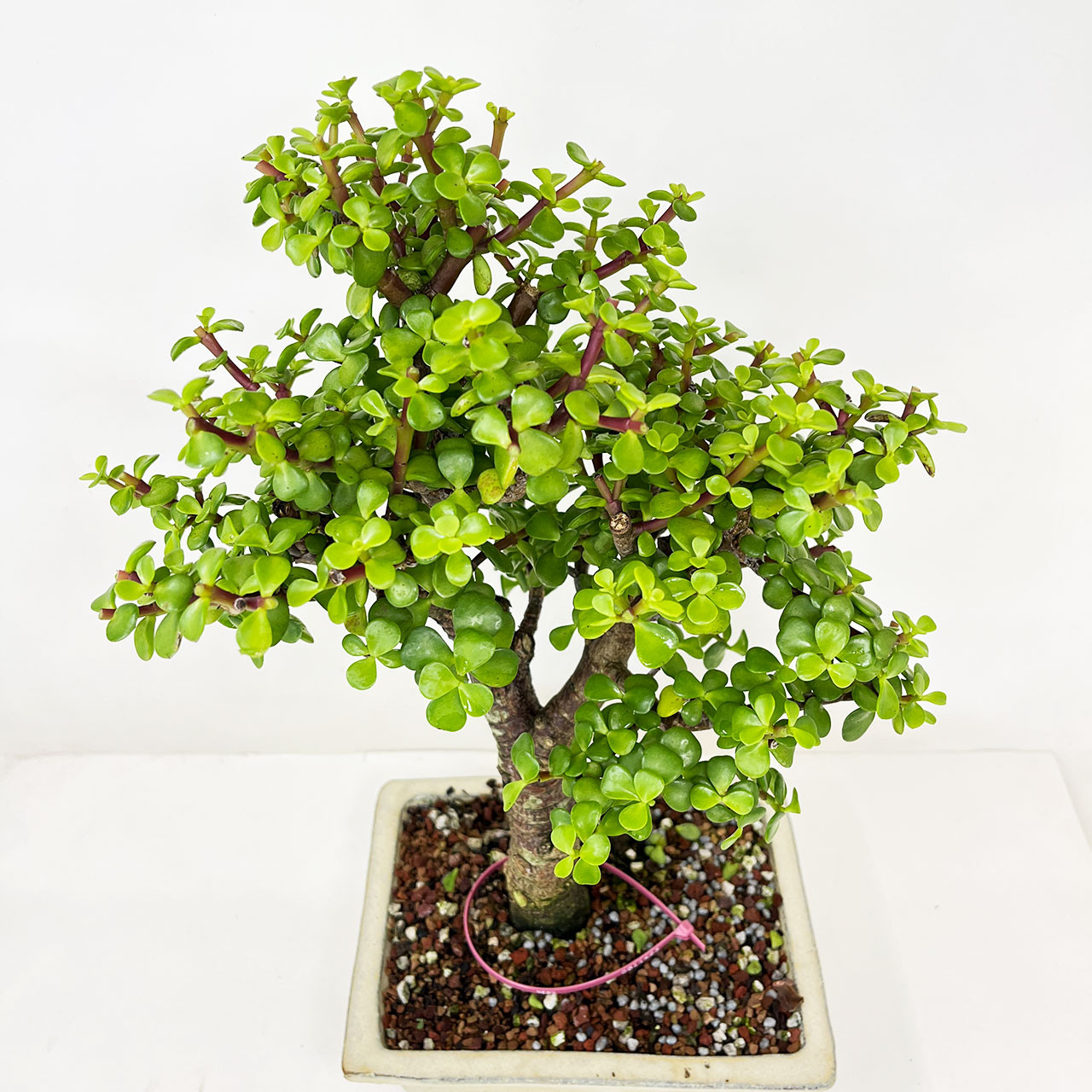 Mini Jade, Portulacara Afra, Bonsai Tree | Bonsai Outlet | N0. 11423