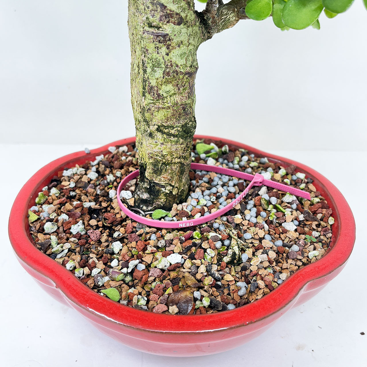 Mini Jade, Portulacara Afra, Bonsai Tree | Bonsai Outlet | N0. 11430