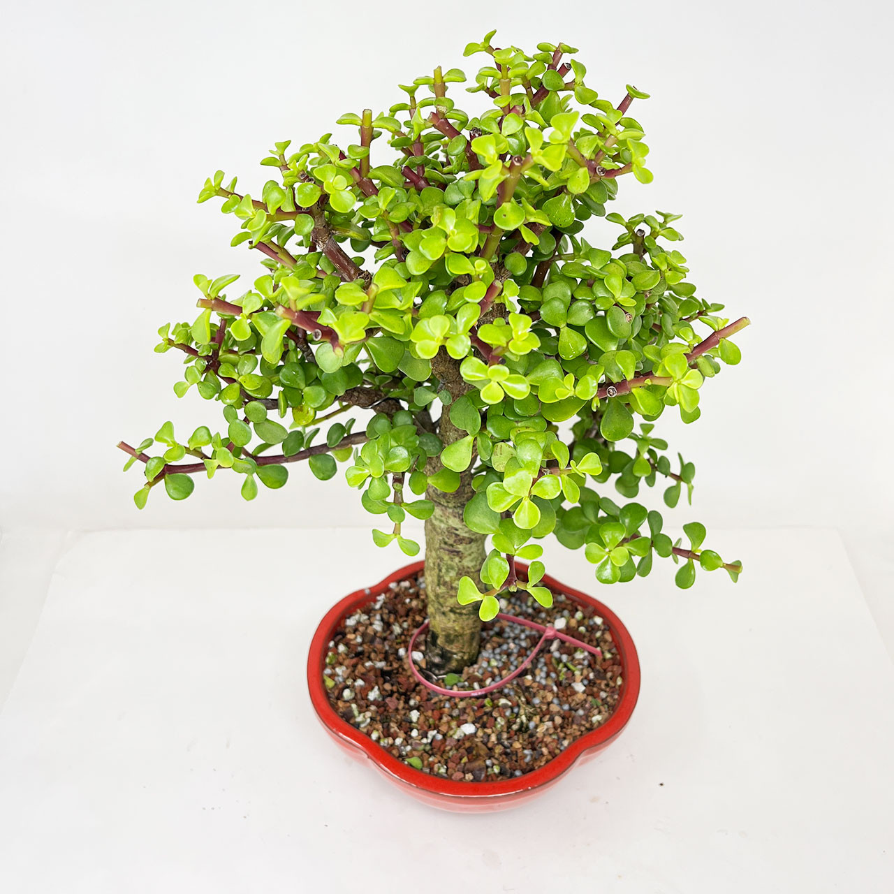 Mini Jade, Portulacara Afra, Bonsai Tree | Bonsai Outlet | N0. 11430