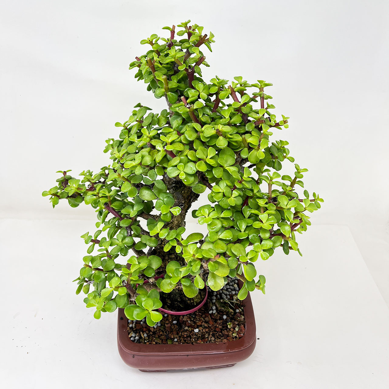 Frank Yee Cork Bark Mini Jade, Portulacara Afra, Bonsai Tree Bonsai