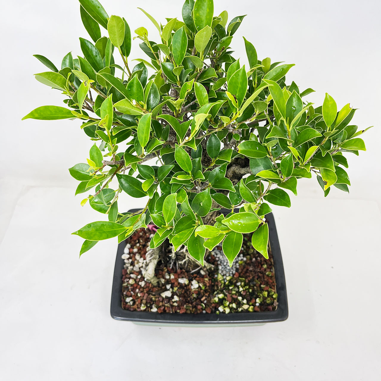【FICUS】 Ficus Elastica Abidjan Extra Large 1m80 Mid-Century, potted