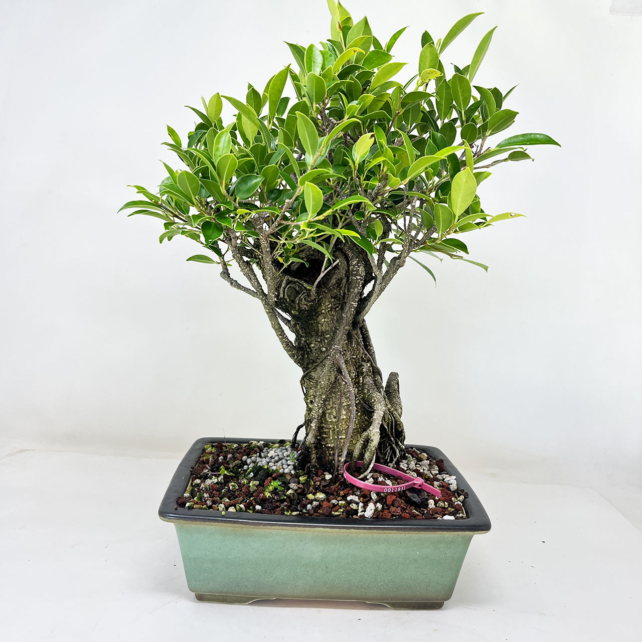 Imported Broom Style Tiger Bark Ficus with Air Roots, in a Yixing