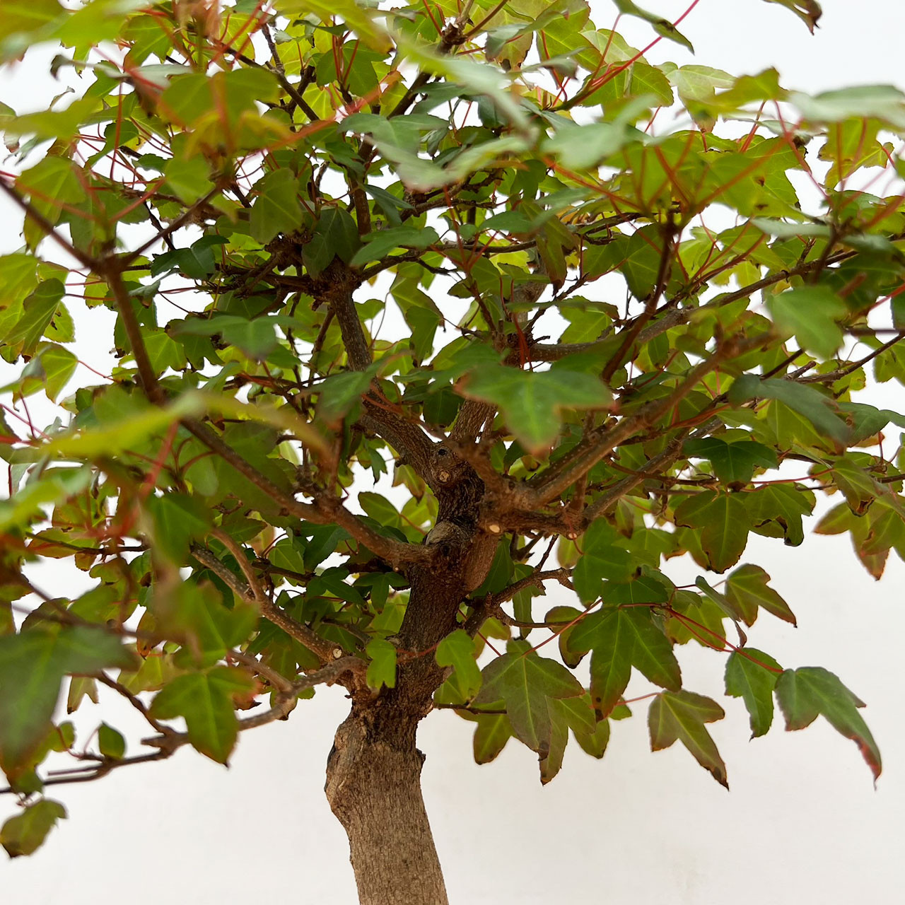Root-Over-Rock Trident Maple (Tim Shoup Collection) In a Glazed