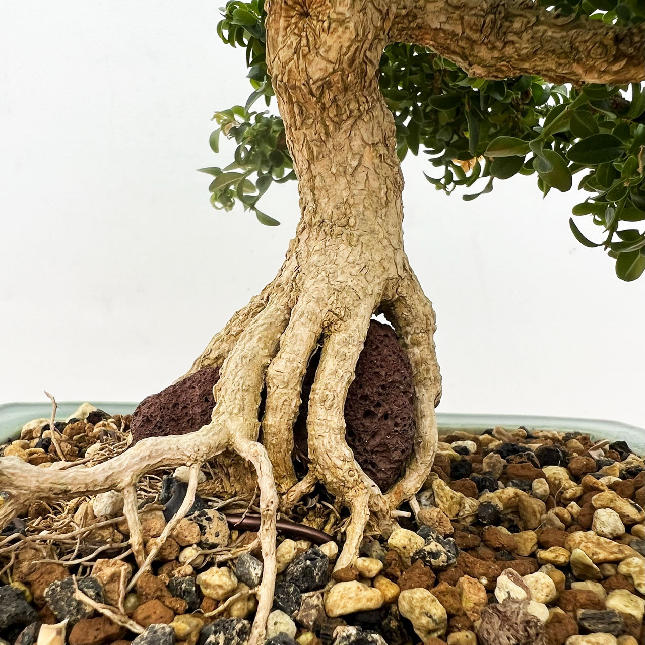 A Real Kingsville Boxwood RoR (Tim Shoup Collection) In a Glazed