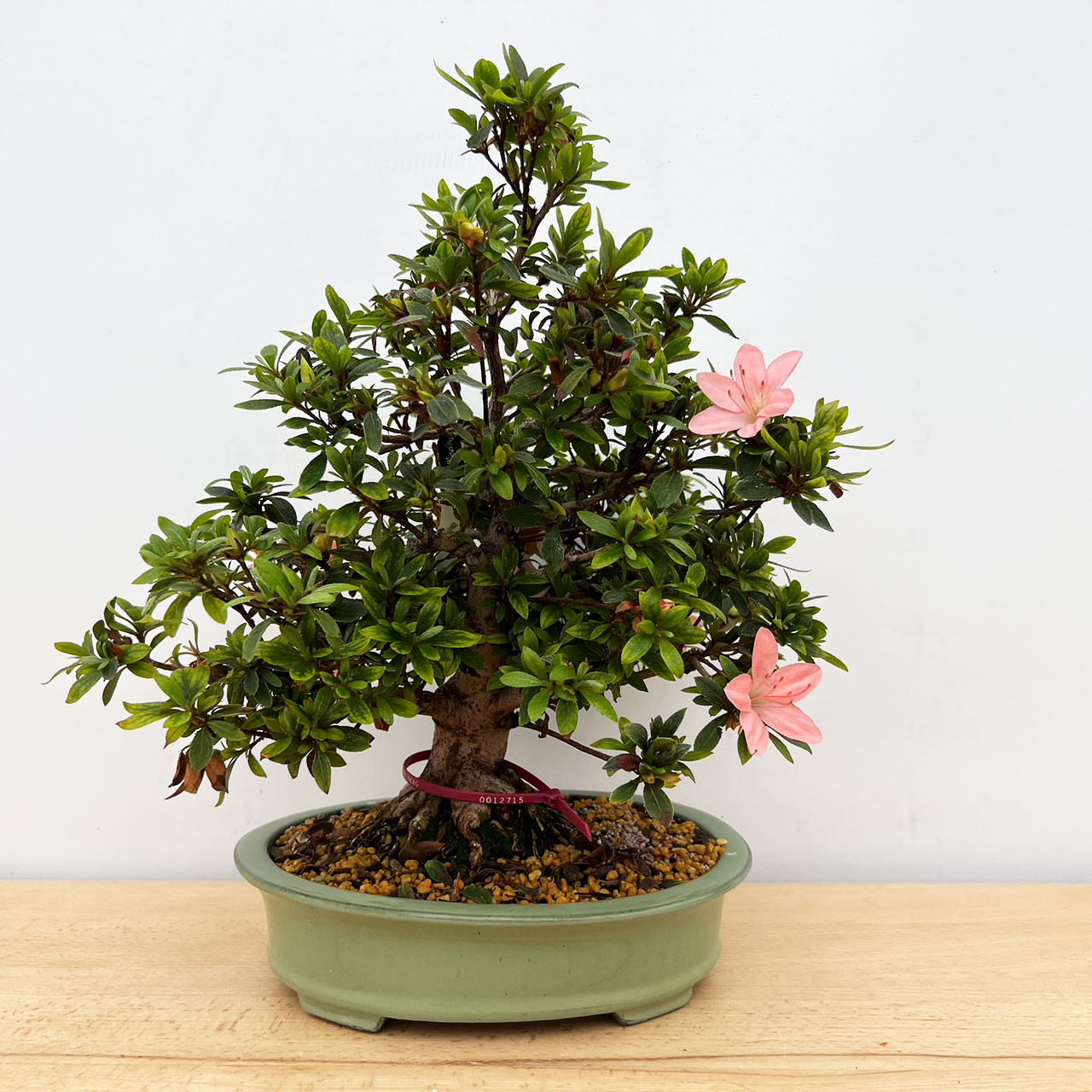 さつき 盆栽Japanese Azalea 図鑑他合計10冊セット超お買い得 さつき 盆栽Japanese Azalea 図鑑他合計10冊セット超お買い得