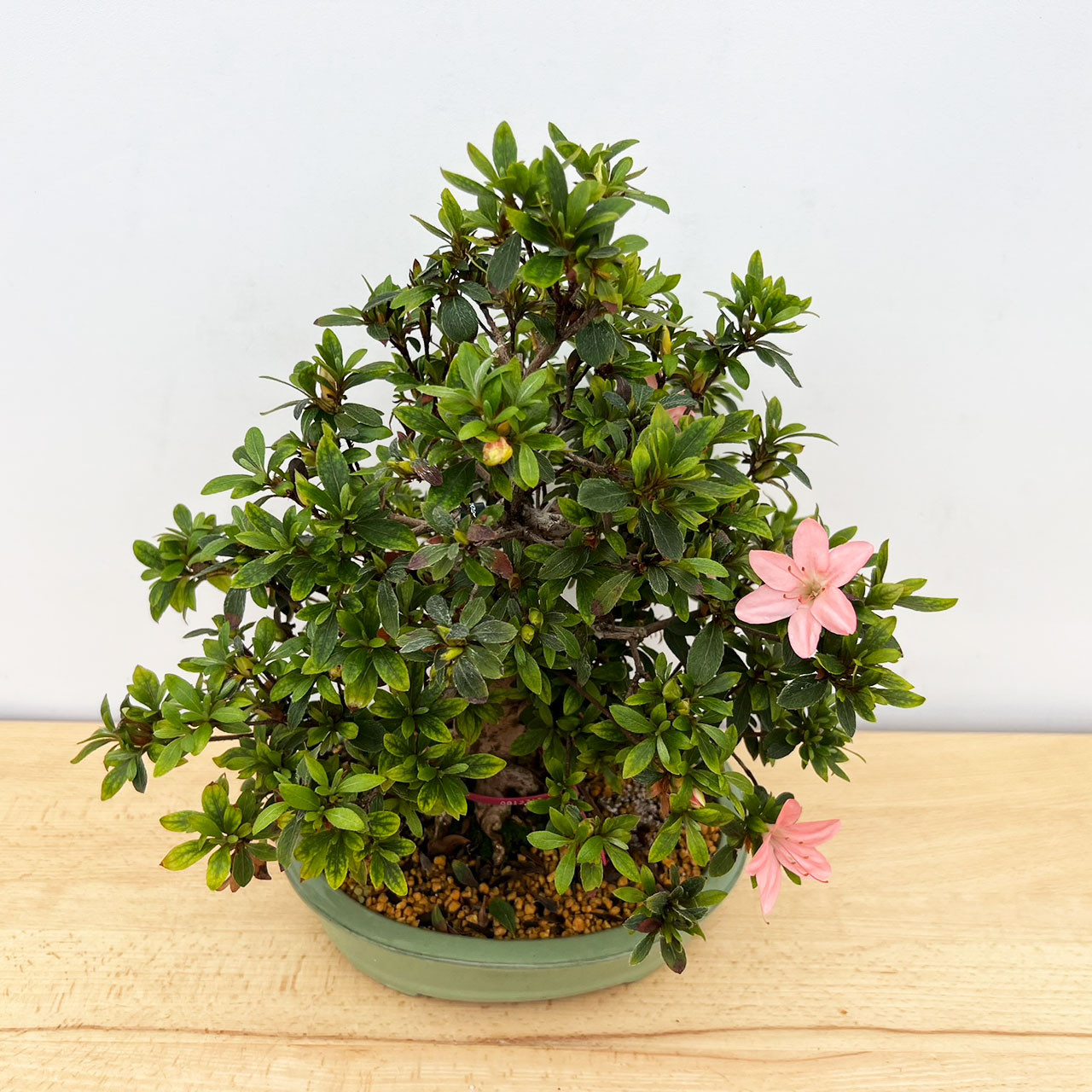 Imported Shohin Satsuki Azalea 'Pink' Flower (No. 12715)