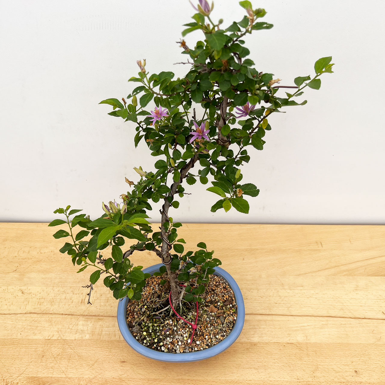 star treeです 81LeU7lwpsL._UF894,1000_QL80_.jpg