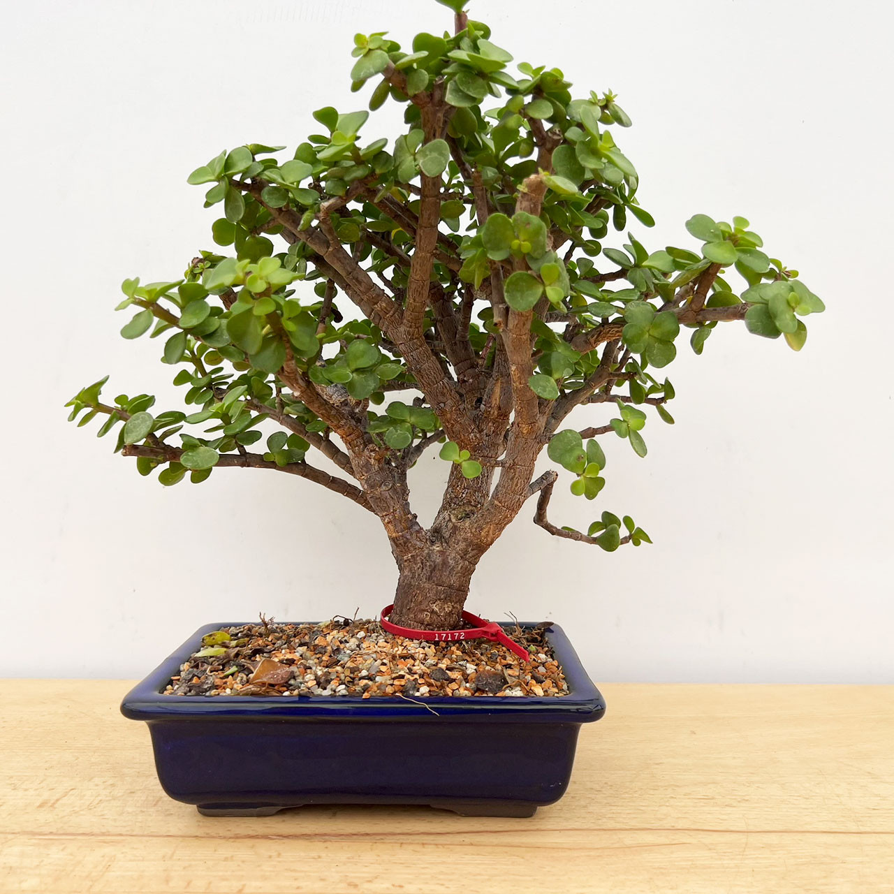 Mini Jade, Portulacara Afra, Bonsai Tree | Bonsai Outlet | N0. 17172